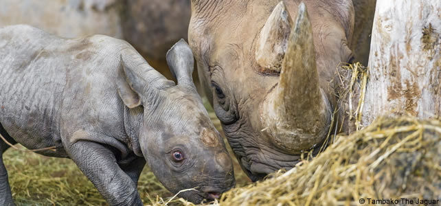 maman et bébé rhinocéros