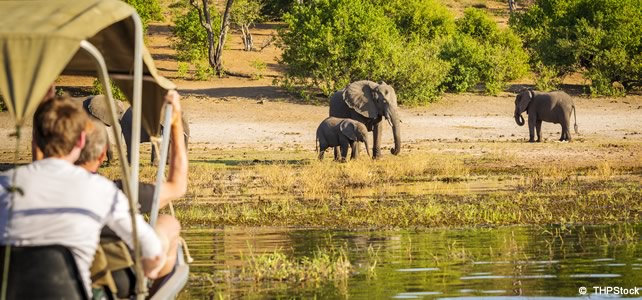 des touristes regardent des elephants