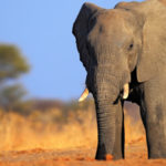 Au Botswana, la possible découverte de 90 éléphants braconnés fait débat