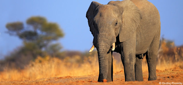 african elephant