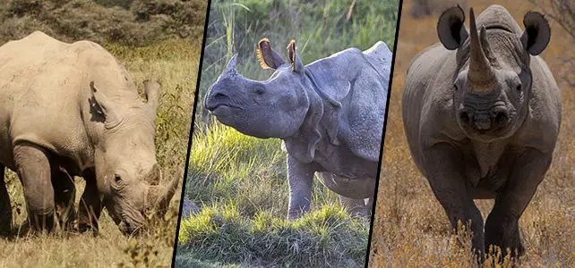 5 espèces de rhinocéros