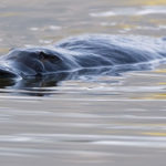 Cinq choses incroyables sur les ornithorynques
