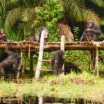 Congo : 17 bonobos retrouveront bientôt leur habitat naturel