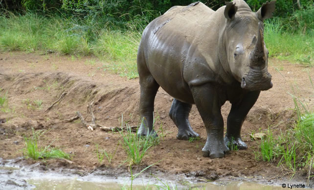 rhinoceros blanc