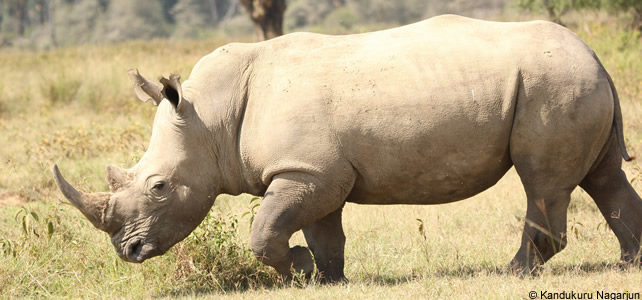 Le Rhinoceros Blanc Seule Espece Non Menacee Officiellement