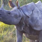 Le rhinocéros indien