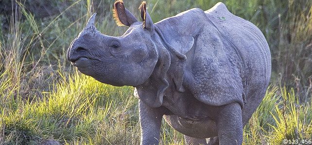 Rhinocéros indien