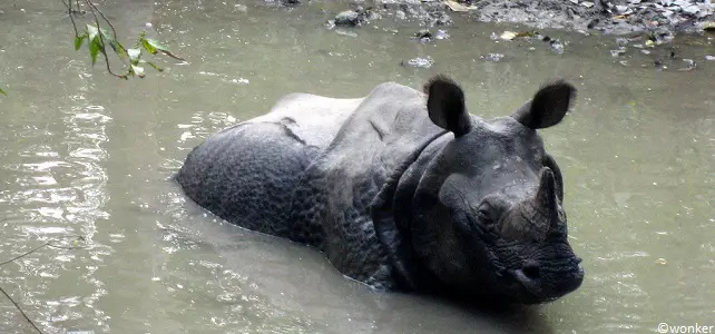 Bain d'un rhinocéros indien