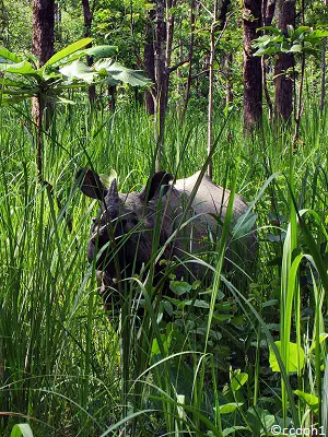 Rhinocéros indien au Népal