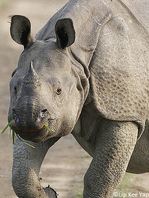 Rhinoceros unicornis