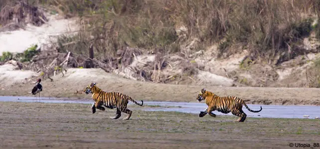 deux tigres courant