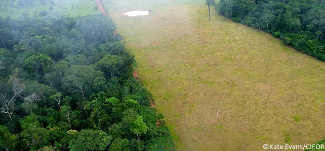 Déforestation au Brésil