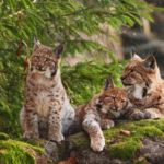 Toute une famille de lynx sauvée in extremis et relâchée dans le Jura