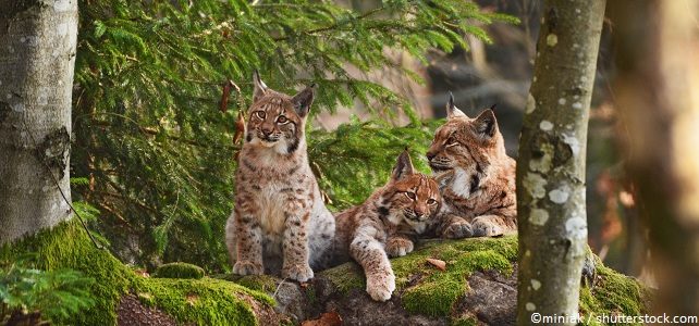 Lynx relâchés dans le Jura