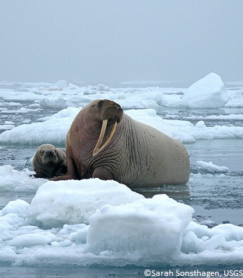 Morse dans l'Arctique