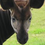 L’okapi