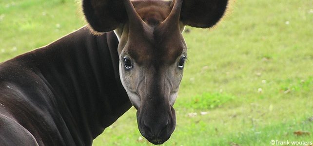 Okapi espèce menacée