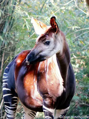 L'okapi, girafe des forêts