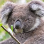 Un Etat australien vise à côté en créant des réserves de koalas quasi-vides