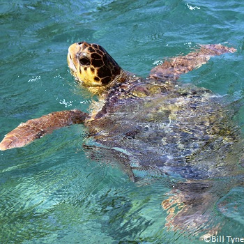 Tortue caouanne