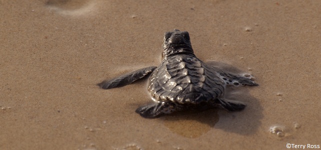 Bébé tortue de Kemp