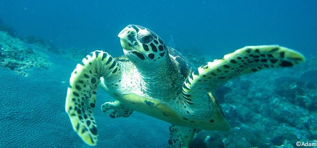 Tortues marines en danger