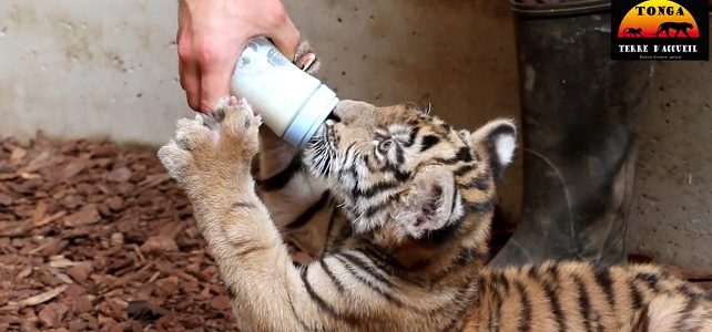 Bébé tigre issu du trafic