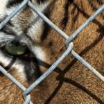 La découverte d’un abattoir de tigres en Europe fait craindre l’étendue de ce trafic