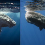 Baleine, rorqual, cachalot : quelles différences ?