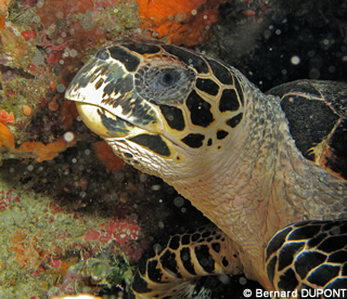 tête d'Eretmochelys imbricata