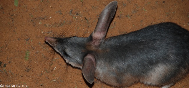 Bilby, Australie