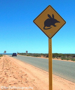 Bilby, espèce menacée