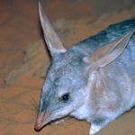 Le bilby