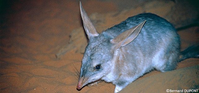 Bilby (Macrotis lagotis)