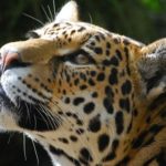 L’Amérique latine s’unit pour sauver le jaguar de l’extinction