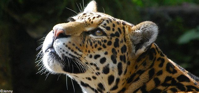 Conservation du jaguar