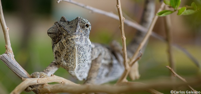 Animaux menacés à Malte