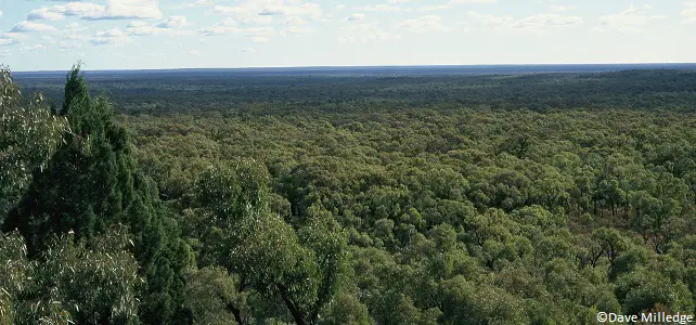 Forêt Pilliga
