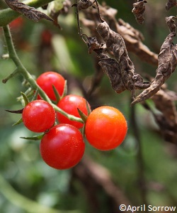 Alimentation responsable