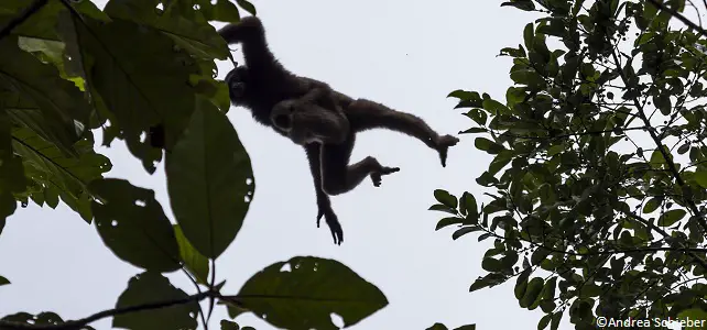 Gibbon et son petit dans la canopée