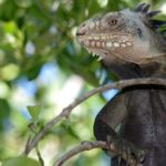 L’iguane des Petites Antilles est au bord de l’extinction