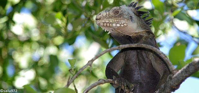 Iguane des Petites Antilles