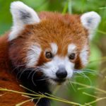 Le Népal lance le tout premier plan d’action pour sauver les pandas roux