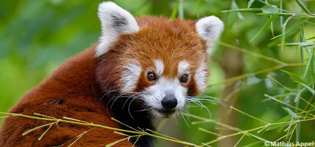 6 anecdotes que vous ignorez (peut-être) sur le panda roux ! - Fondation 30  Millions d'Amis