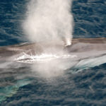 Le rorqual commun sort la tête de l’eau