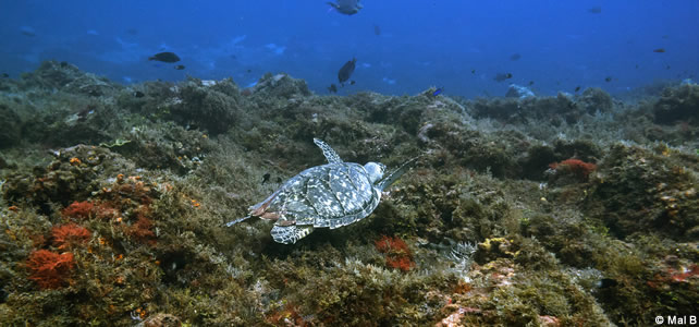 Eretmochelys imbricata nageant