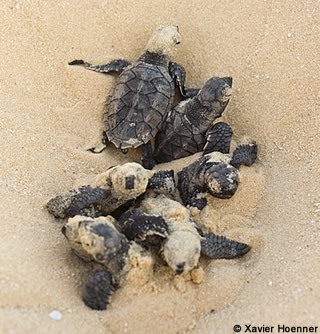 jeunes tortues imbriquées