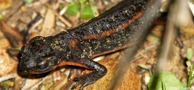 Cynops ensicauda