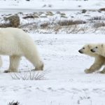 Pourquoi le dégel du permafrost est l’une des pires menaces pour le climat
