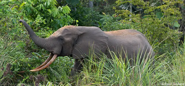 Éléphant de forêt d'Afrique